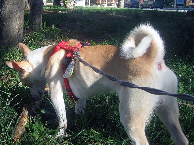 Ho trovato un legnetto gigante