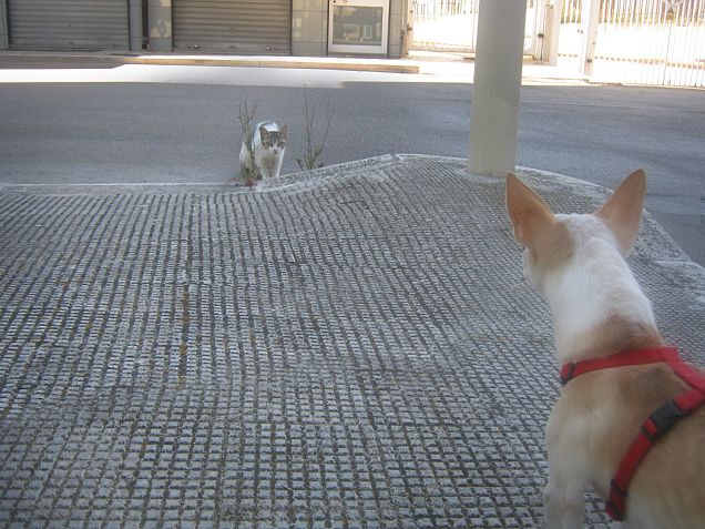 Conquisteremo la fiducia del nuovo amico?