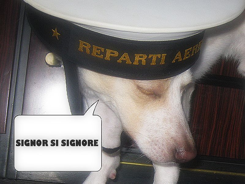 Signor Si Signore