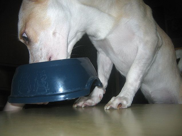 Con la pappa l'energia non manca