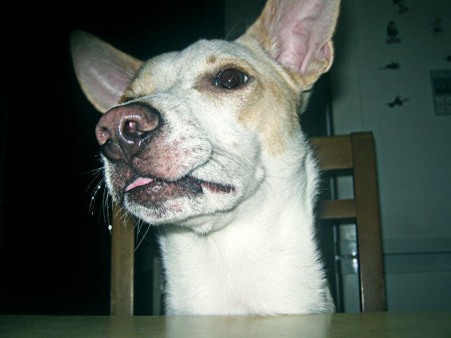 Quel musetto da riempire di baci