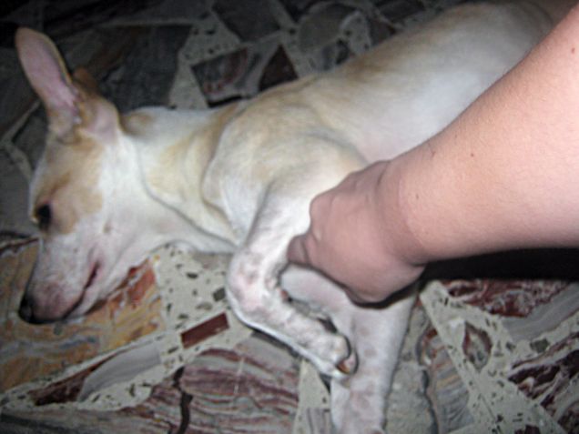 Si dai fammi le coccole