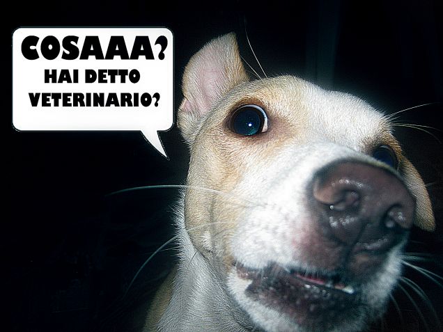 Quando nomini il veterinario...