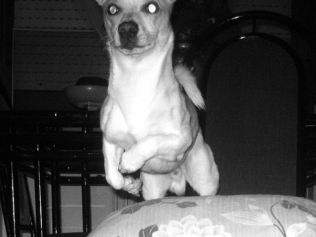 Veloce come il vento