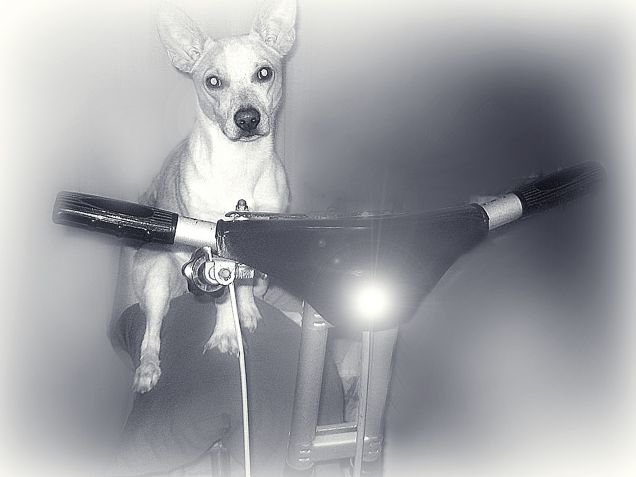 Deve tenersi in forma...