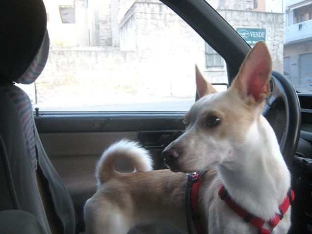 Oggi è riservato a Rocco il posto dell'autista