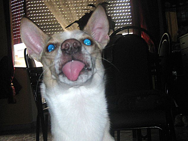 Oggi farò il monello prrrrr