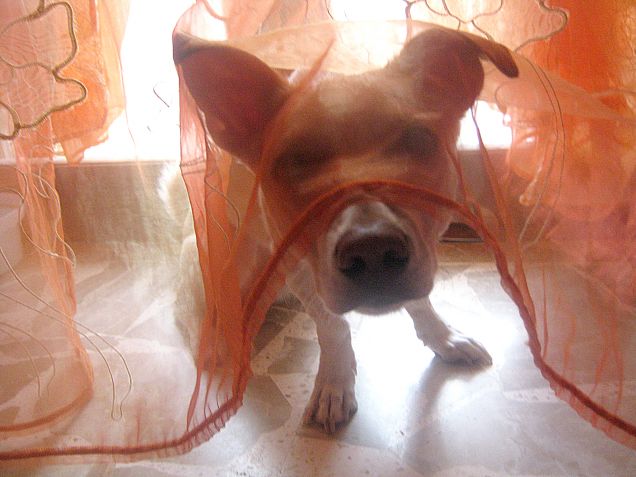 Cucù mi sono nascosto bene? :)