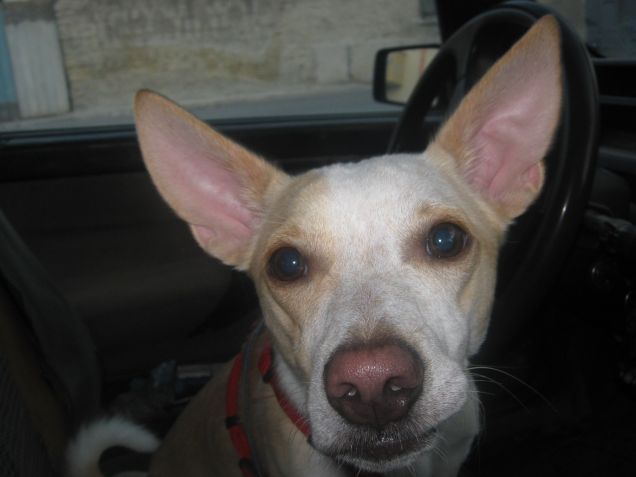 Paraboliche ben in vista :)