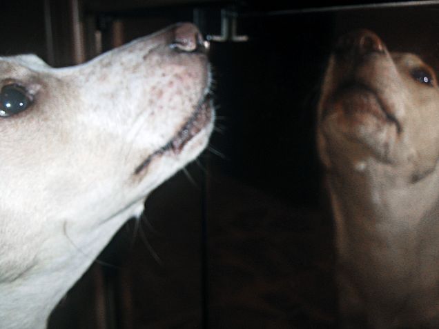 Ululando allo specchio... amore 