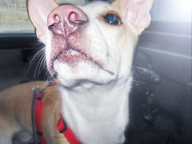 Quando il musetto è rosa :)