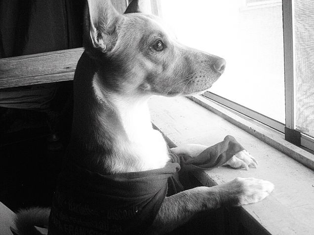 Affacciati alla finestra morosa mia