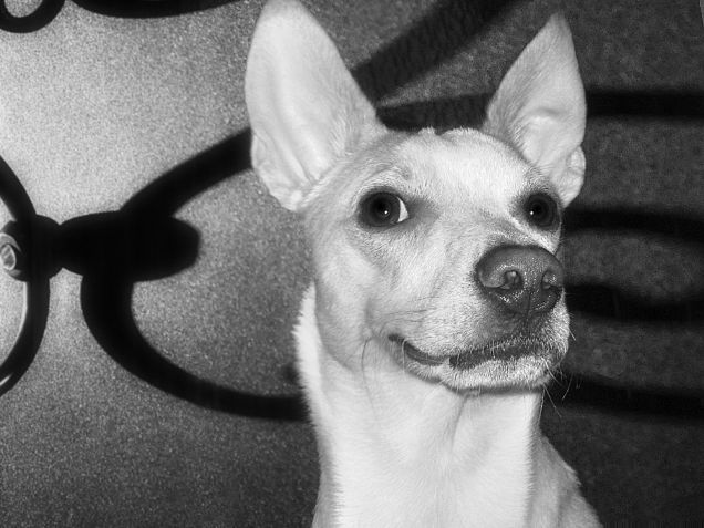 Con questa espressione sta studiando qualche marachella