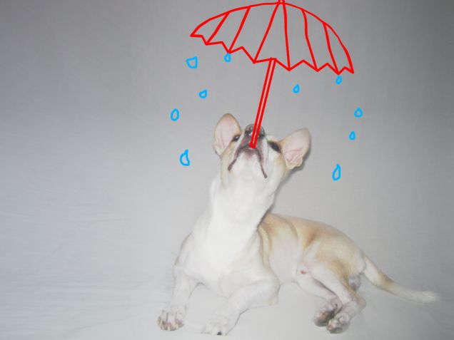 E dopo Jimmy the Bull arriva Rocco il bulletto