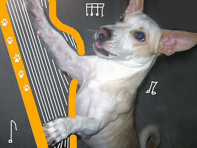 Vi suono una serenata