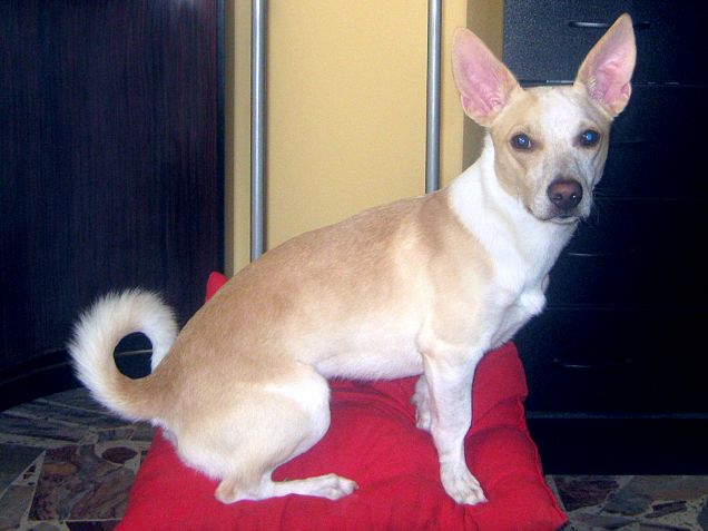 Il pavimento è troppo duro, meglio il cuscino :D