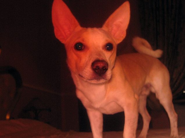 Ti piace il mio shatush?