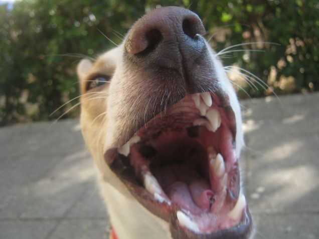 Ispezione orale eseguita :D