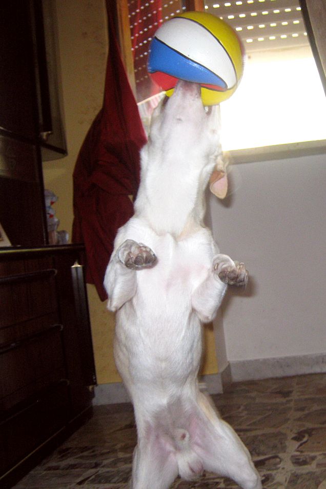 Balletto con la palla ahahah