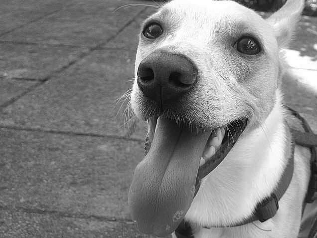 Questo cuoricino bello ha caldo ma non vuole mai bere  