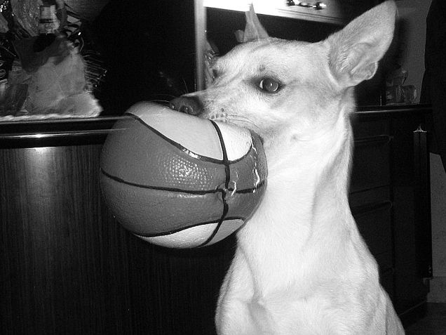 Mi sa che dormirà così stanotte D Petpassion