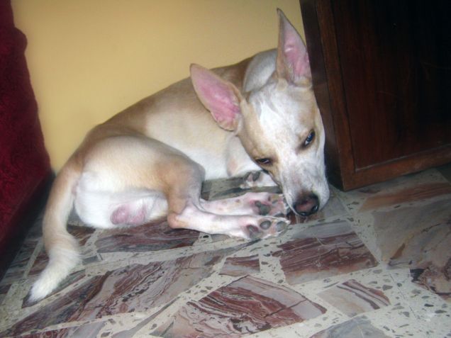 Ma sarà comodo? Ha una cuccia e due divani a disposizione :) 