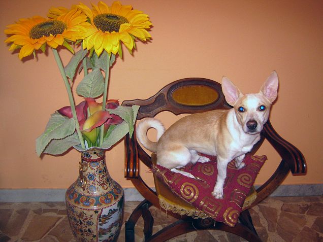 Fiori  per chi ci ha seguito e fatto sorridere in questo mese :)