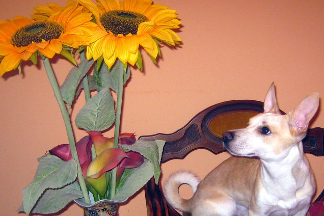 Girasoli nell'ultimo giorno del mese più caldo dell'anno :)