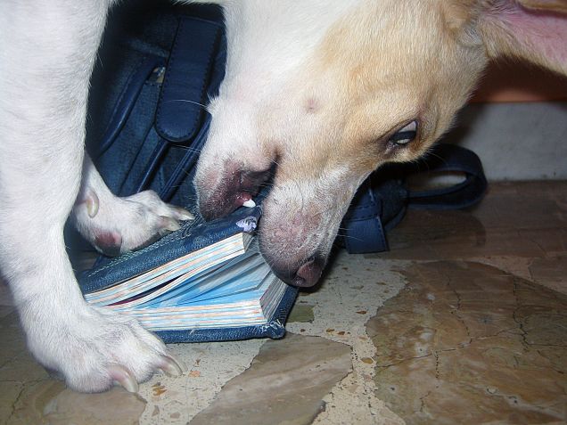 Il mio primo compito è distruggere :D