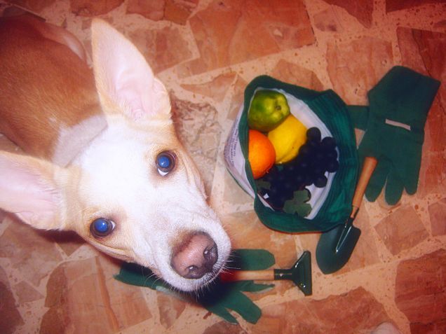 Mamy dice che andremo anche a  'lavorare' in campagna a settembre :)