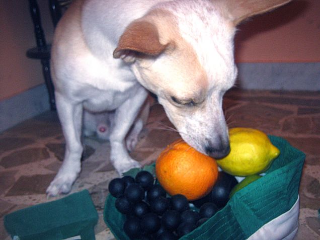 Vediamo cosa ho coltivato