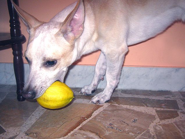 Intanto me magno un limone :)