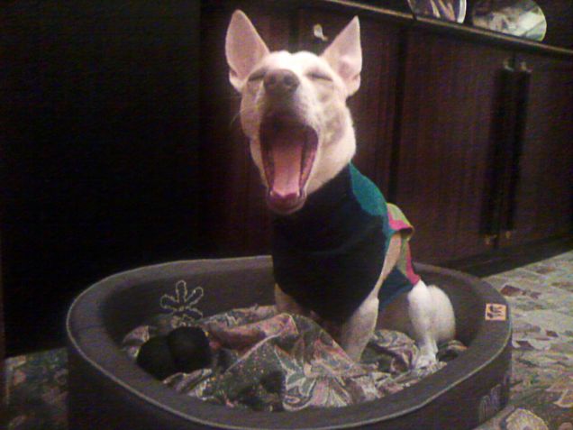 -Che bocca grande che hai!  - E' per sbadigliare meglio Lella mia!