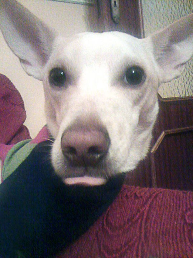 Piccola pernacchia per Sharon