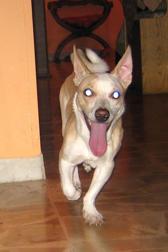 Occhi bianchi e lingua lunga :D un Alieno :D
