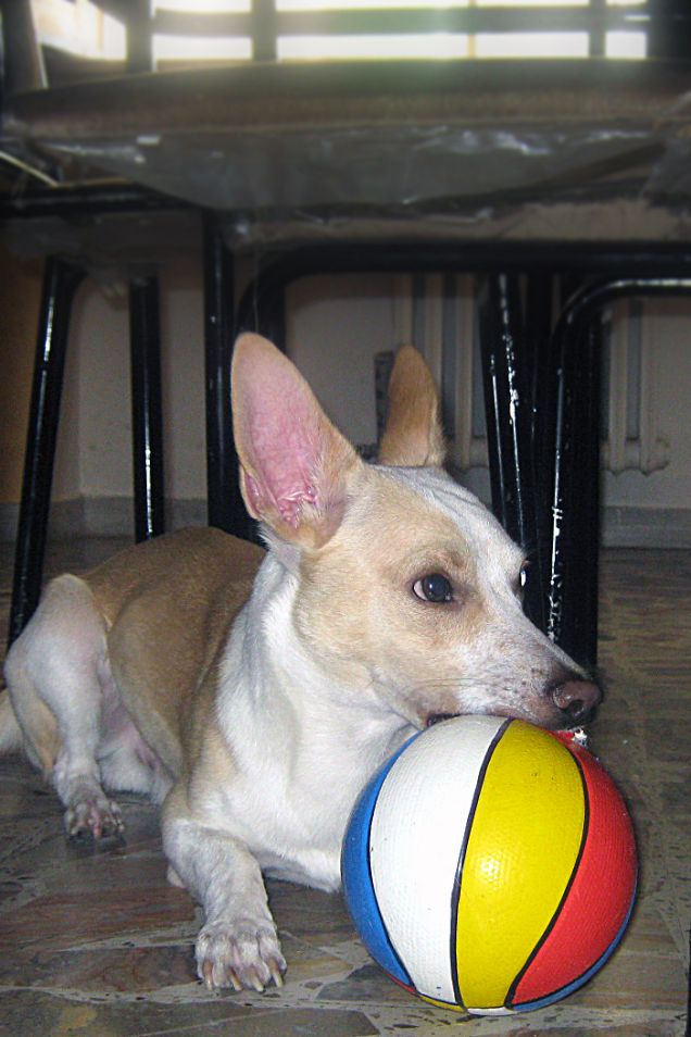 Questa palla non si tocca Sharon!