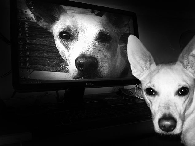 E questo cane chi è?