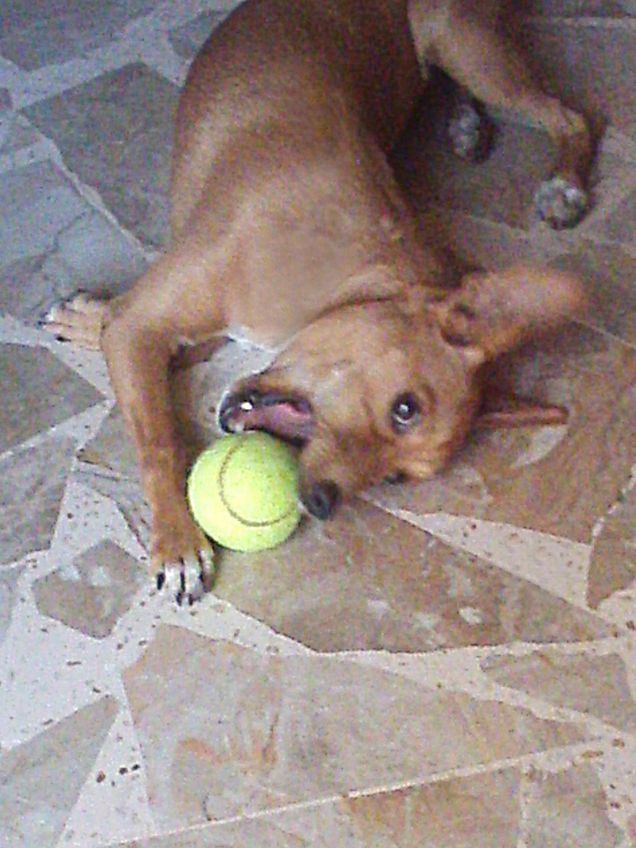 Sharon con la pallina di Rocco :)