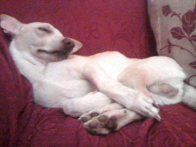 E Buonanotte anche da Rocco