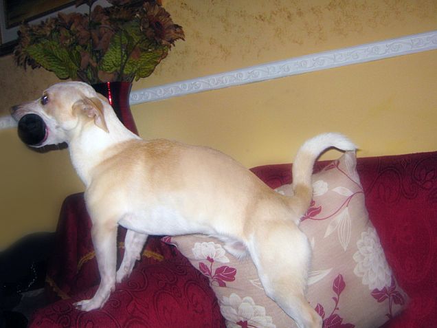 Orecchie a Foca e coda a scopettino :)