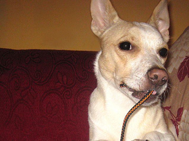 Amo i lacci delle scarpe