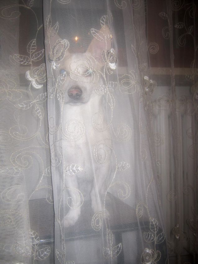 Cerca il cane nascosto