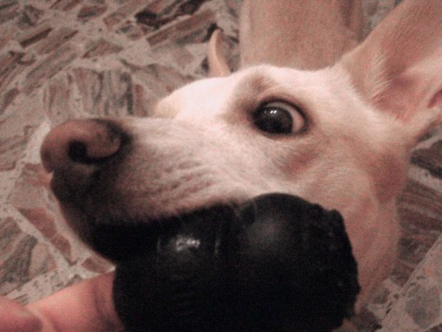 Loro parlano con gli occhi xD