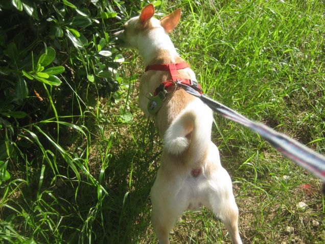 Muoviti che devo annusare lì!