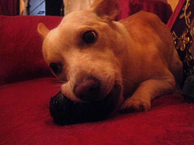 E dopo la passeggiata si gioca ancora :)