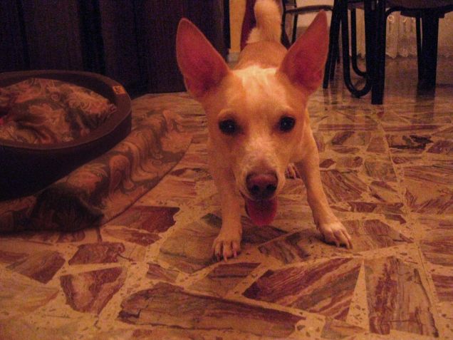 Dai lanciala, sono pronto!