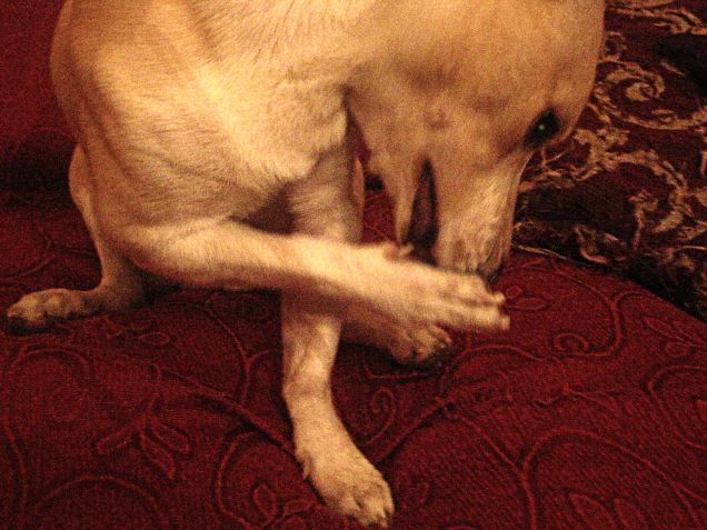 Zampicure per cani a prezzi modici: 3 biscottini