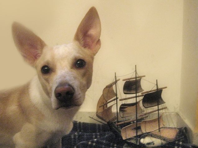 Mamy andiamo in crociera?