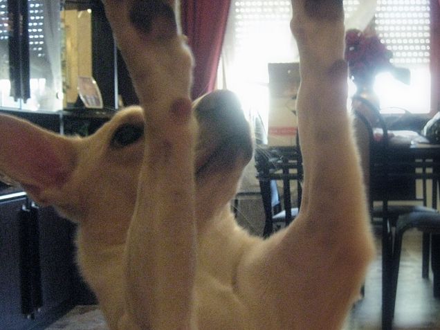 il porcellino ballerino