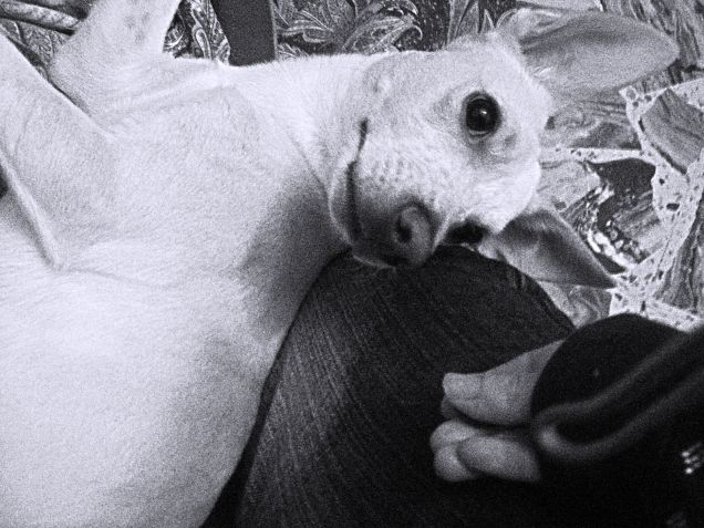 Sembra un angioletto